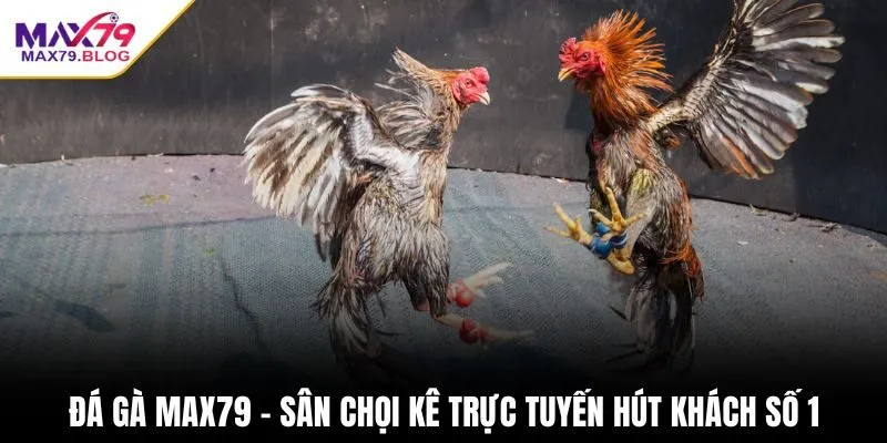 Đá gà Max79 - Sân chọi kê trực tuyến hút khách số 1
