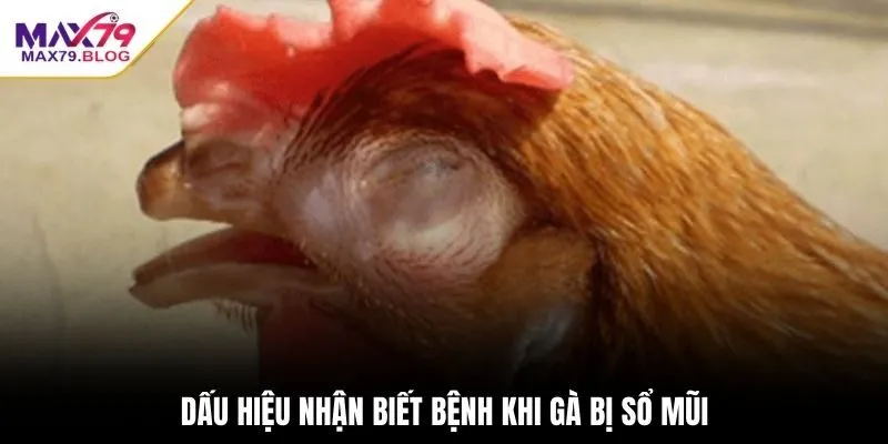 Dấu hiệu nhận biết bệnh khi gà bị sổ mũi