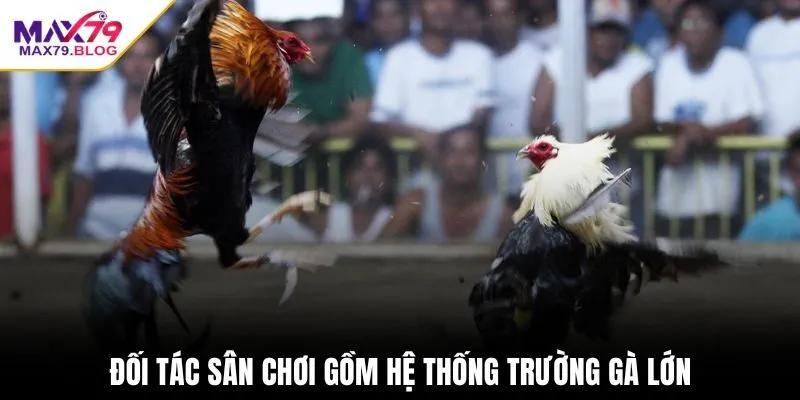 Đối tác sân chơi gồm hệ thống trường gà lớn