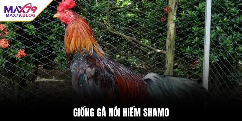 Giống gà nói hiếm Shamo