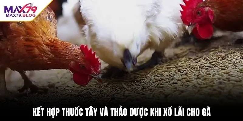 Kết hợp thuốc Tây và thảo dược khi xổ lãi cho gà