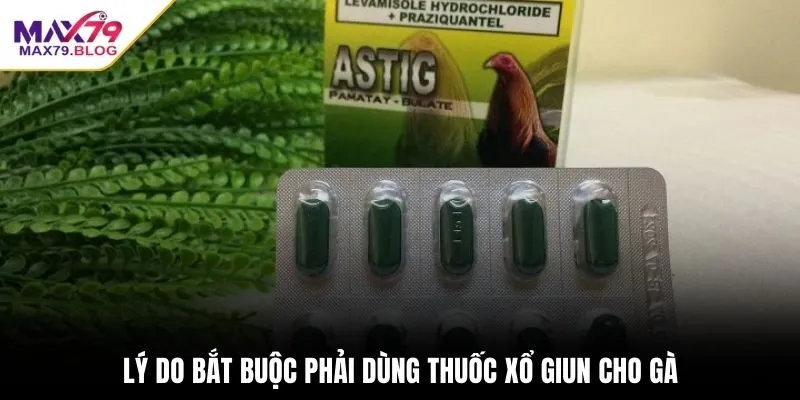 Lý do bắt buộc phải dùng thuốc xổ giun cho gà