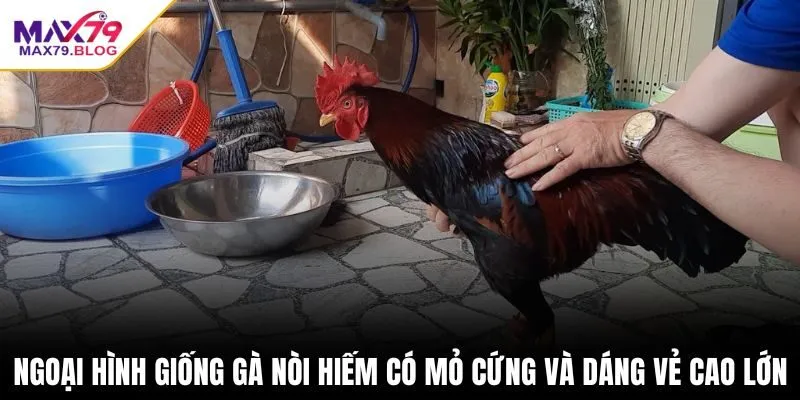 Ngoại hình giống gà nòi hiếm có mỏ cứng và dáng vẻ cao lớn