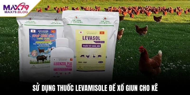 Sử dụng thuốc Levamisole để xổ giun cho kê