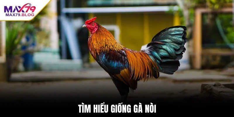 Tìm hiểu giống gà nòi