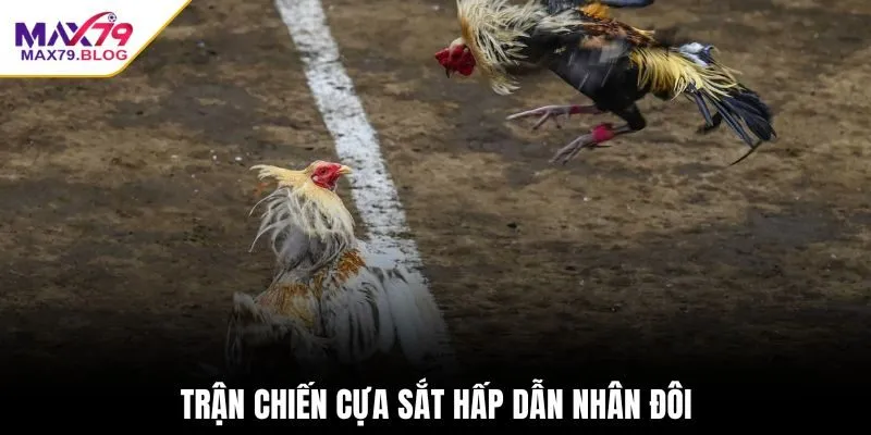 Trận chiến cựa sắt hấp dẫn nhân đôi