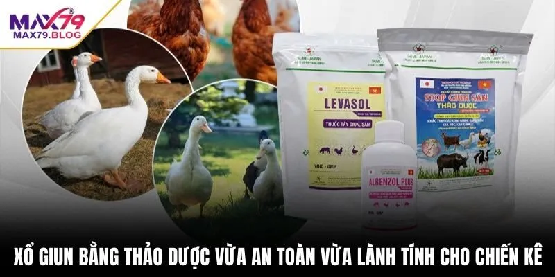 Xổ giun bằng thảo dược vừa an toàn vừa lành tính cho chiến kê