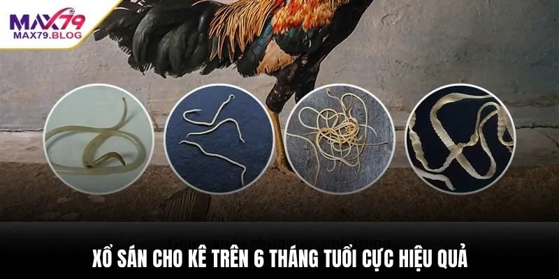 Xổ sán cho kê trên 6 tháng tuổi cực hiệu quả